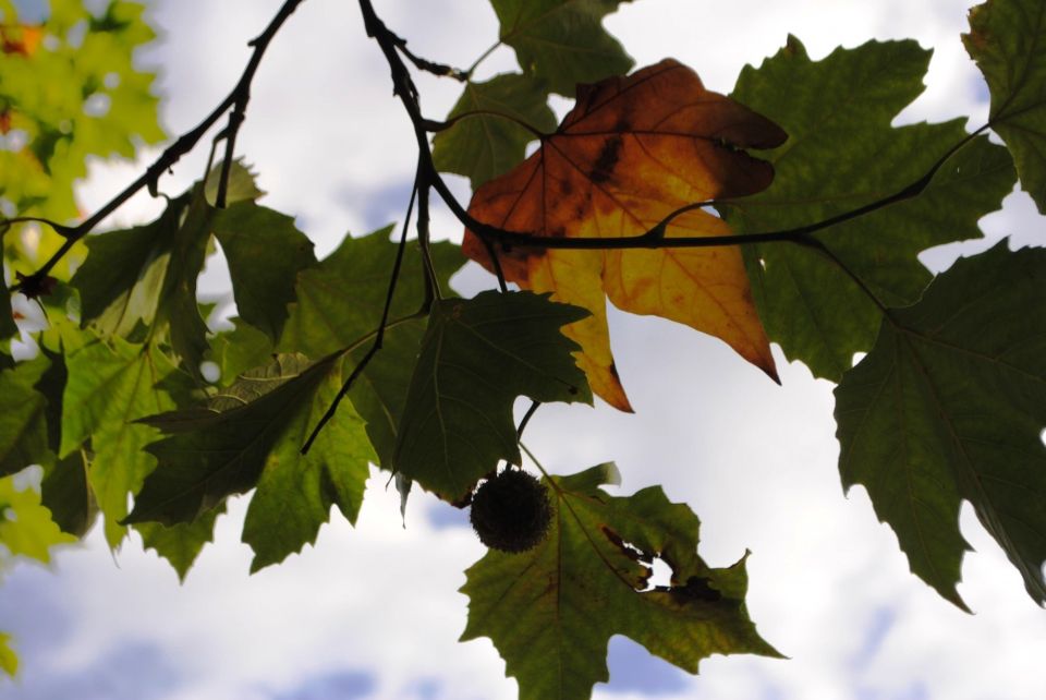 Leaves