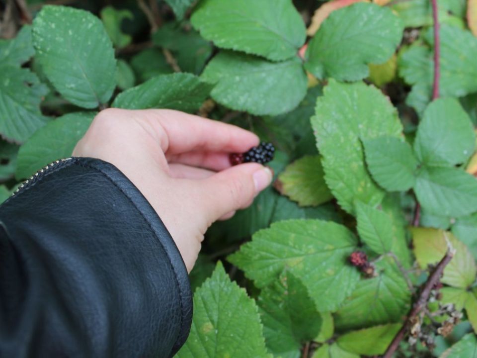 How to forage in our cities