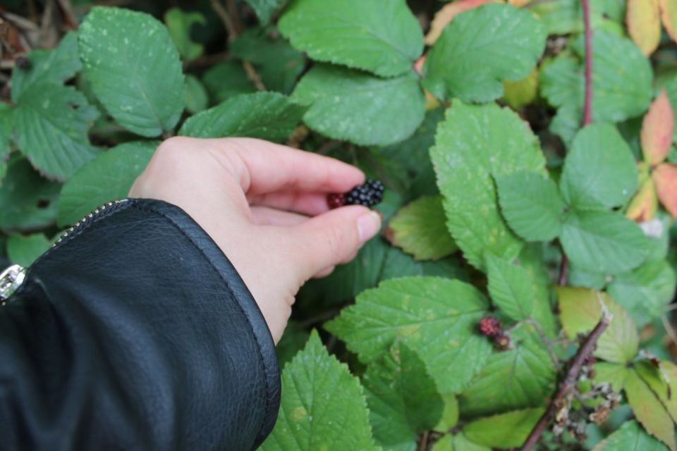 Berry Picking