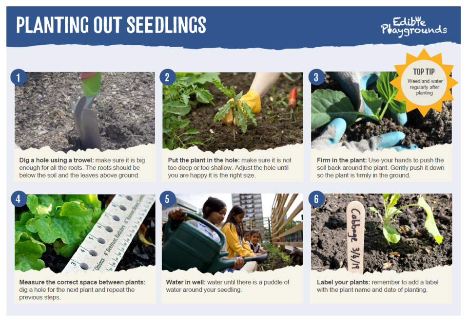 Planting Seeds