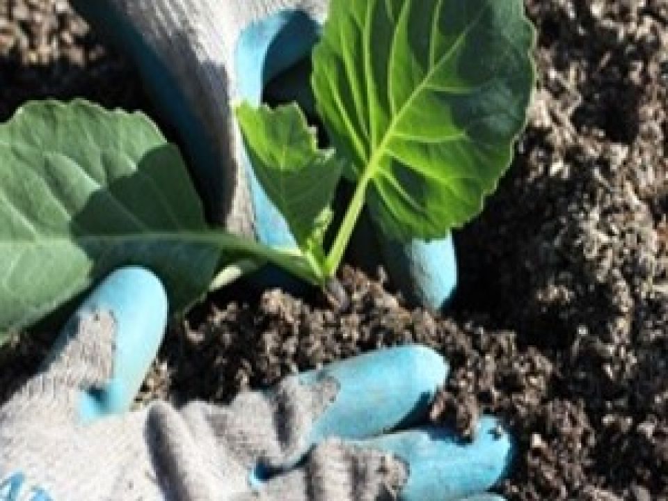 Planting out seedlings