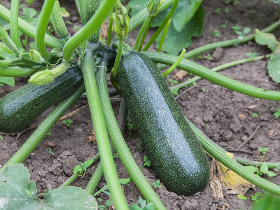 Courgettes