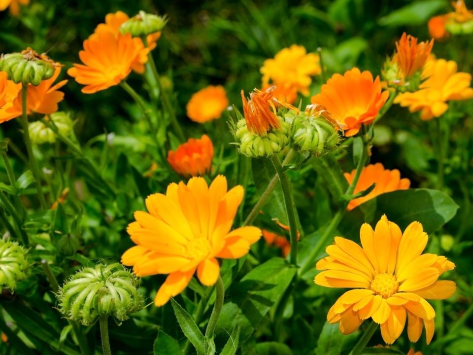 Calendula (Marigold)