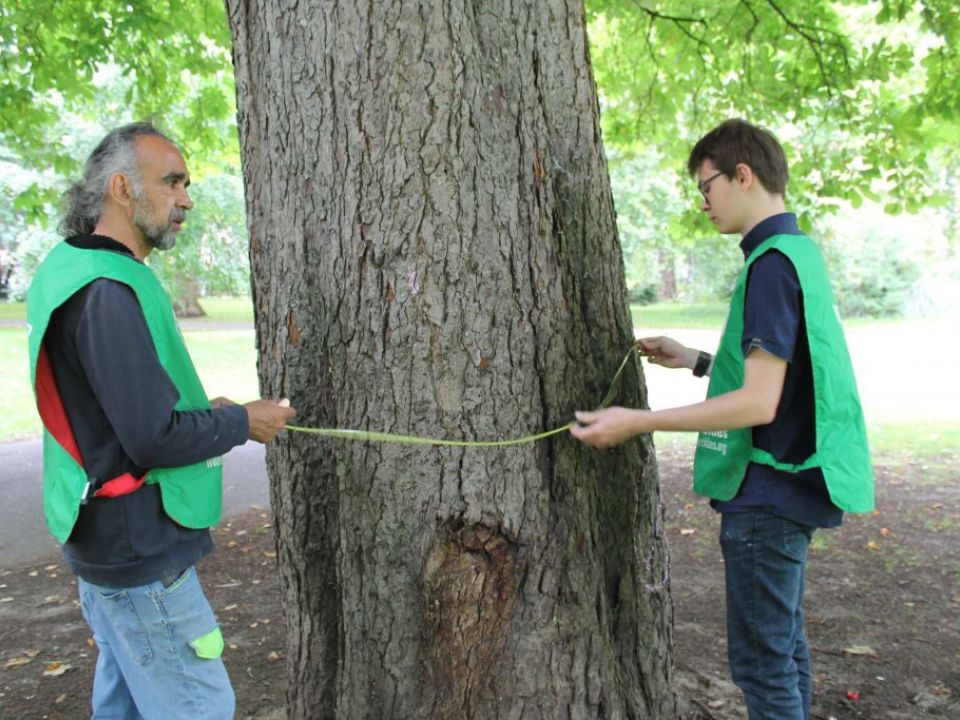 How do you find out the value of Trees?