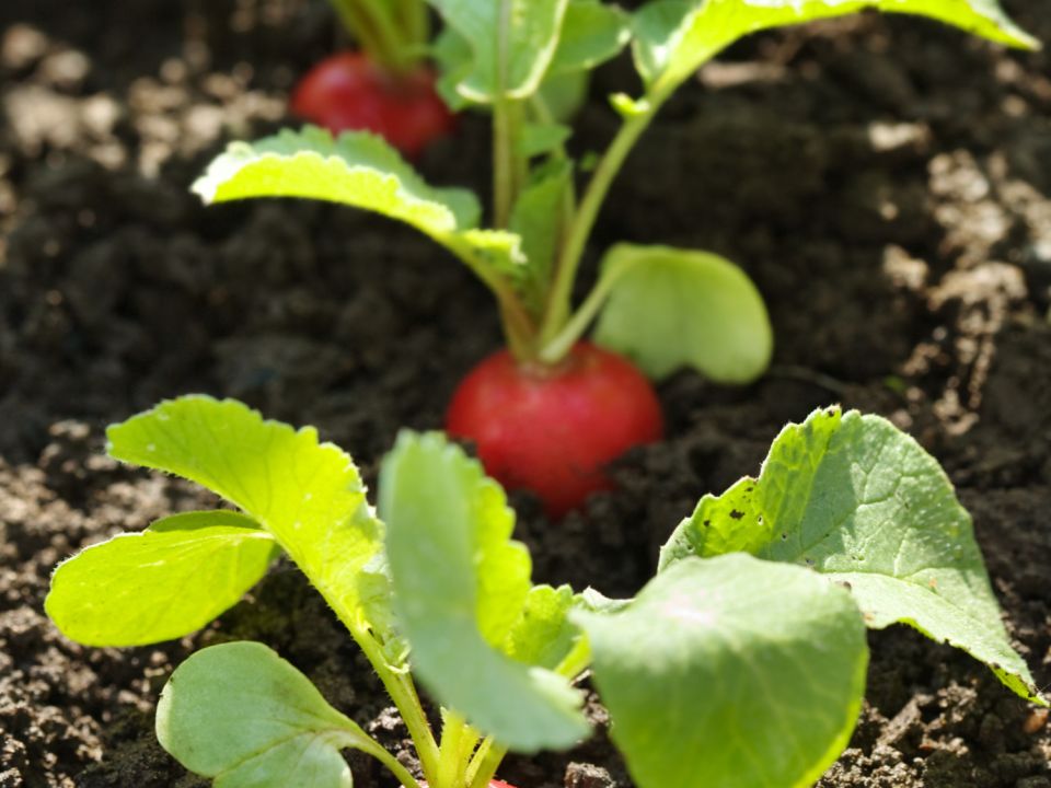 Radish