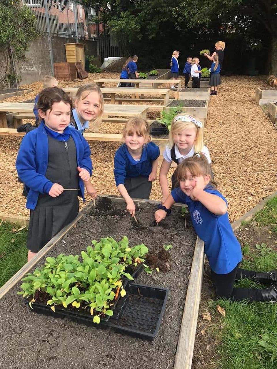 school children in their playground, planting seedlings in a raised bed