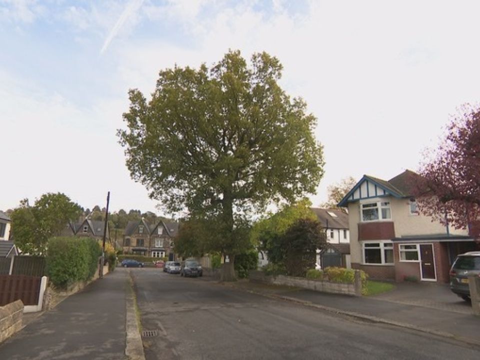 Felling of Sheffield trees pauses