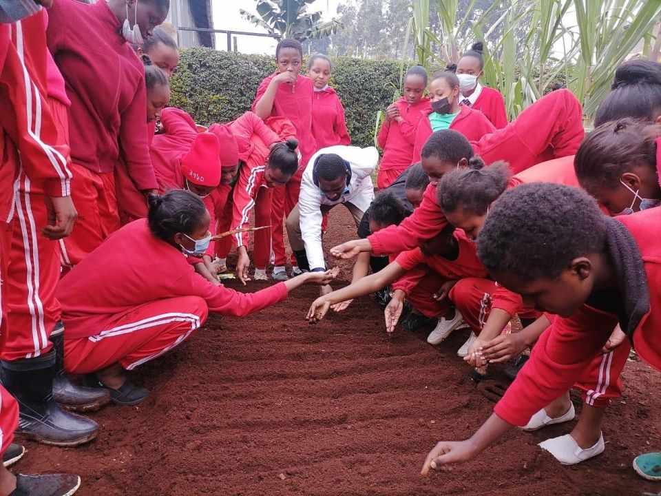 St angelas sowing at the seed beds 1