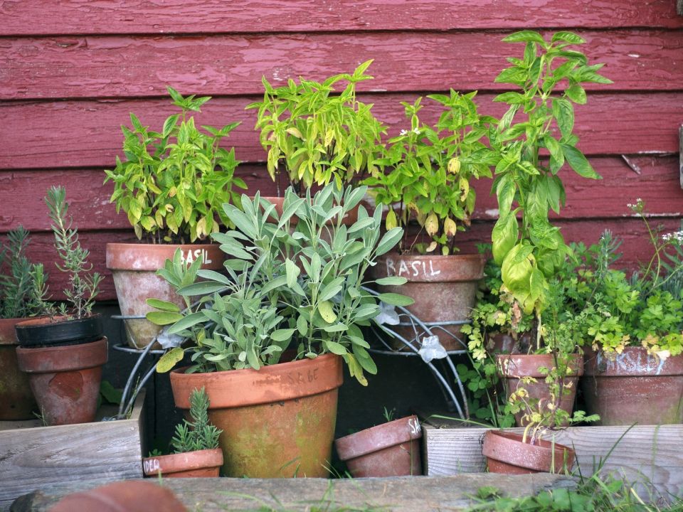 Growing vegetables in small spaces