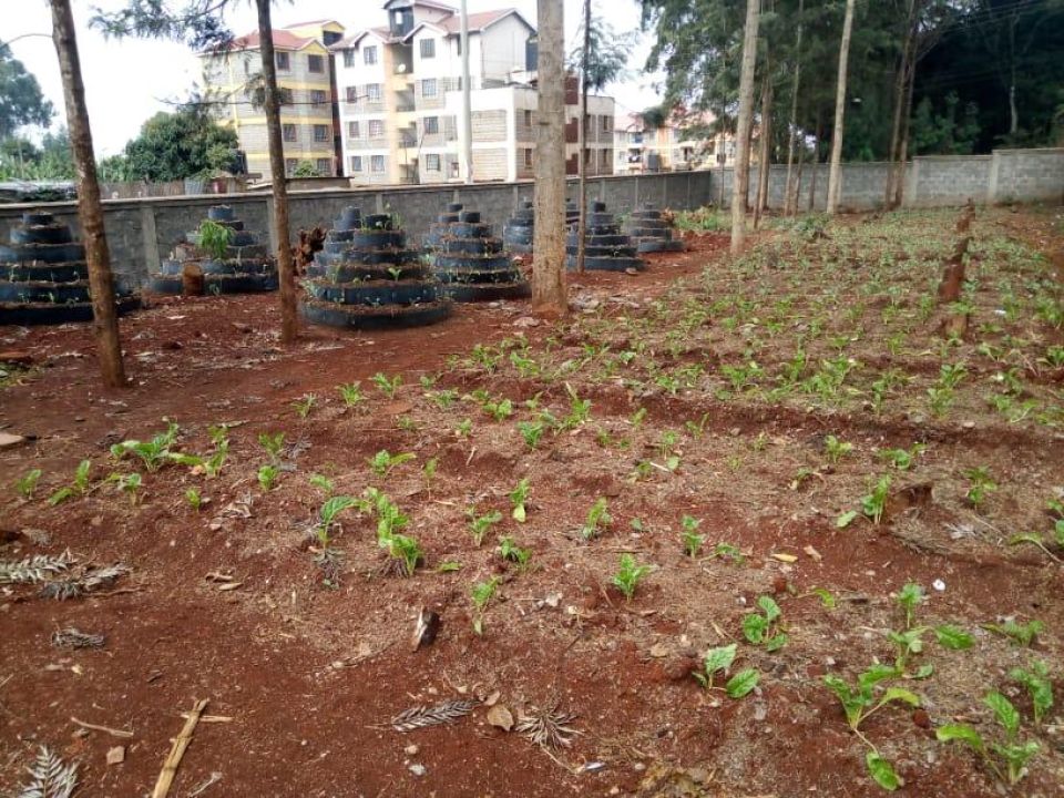 Vertical gardens at Gachie primary 1