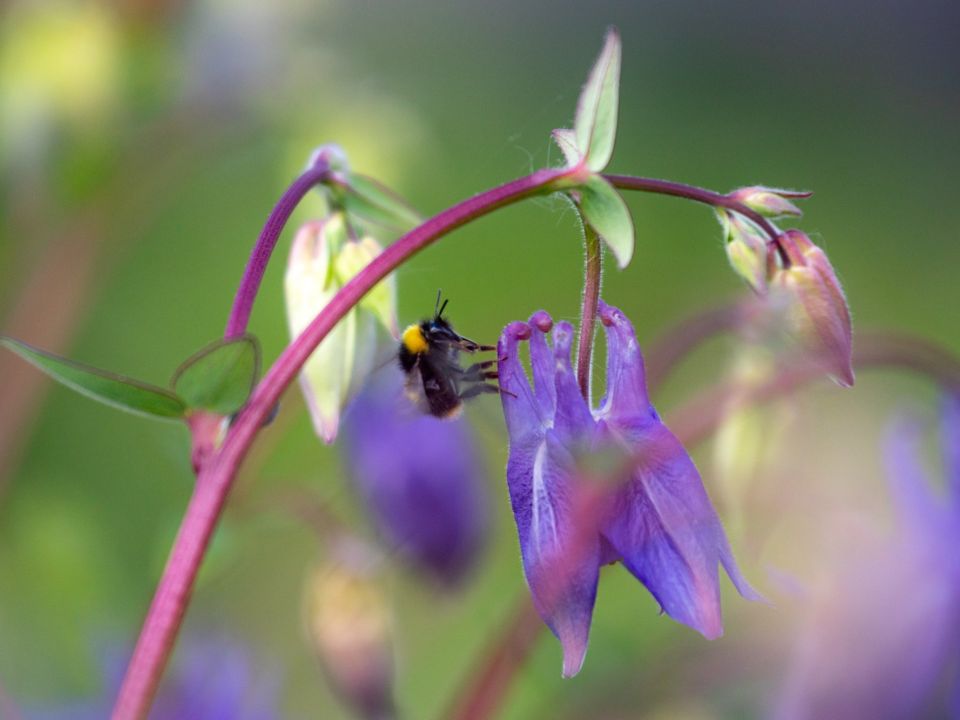 Top Tips For Organic Growing