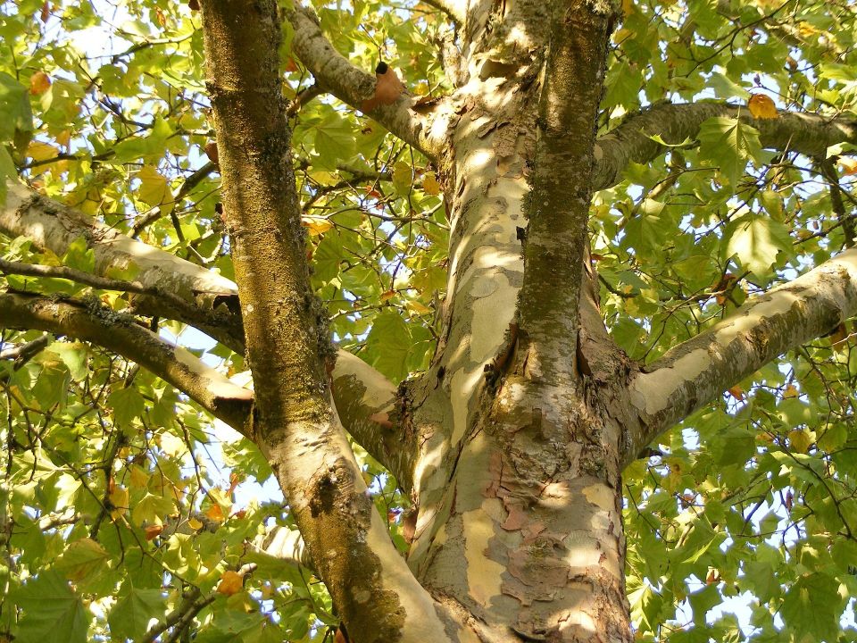 close up of a plane tree on a sunny day