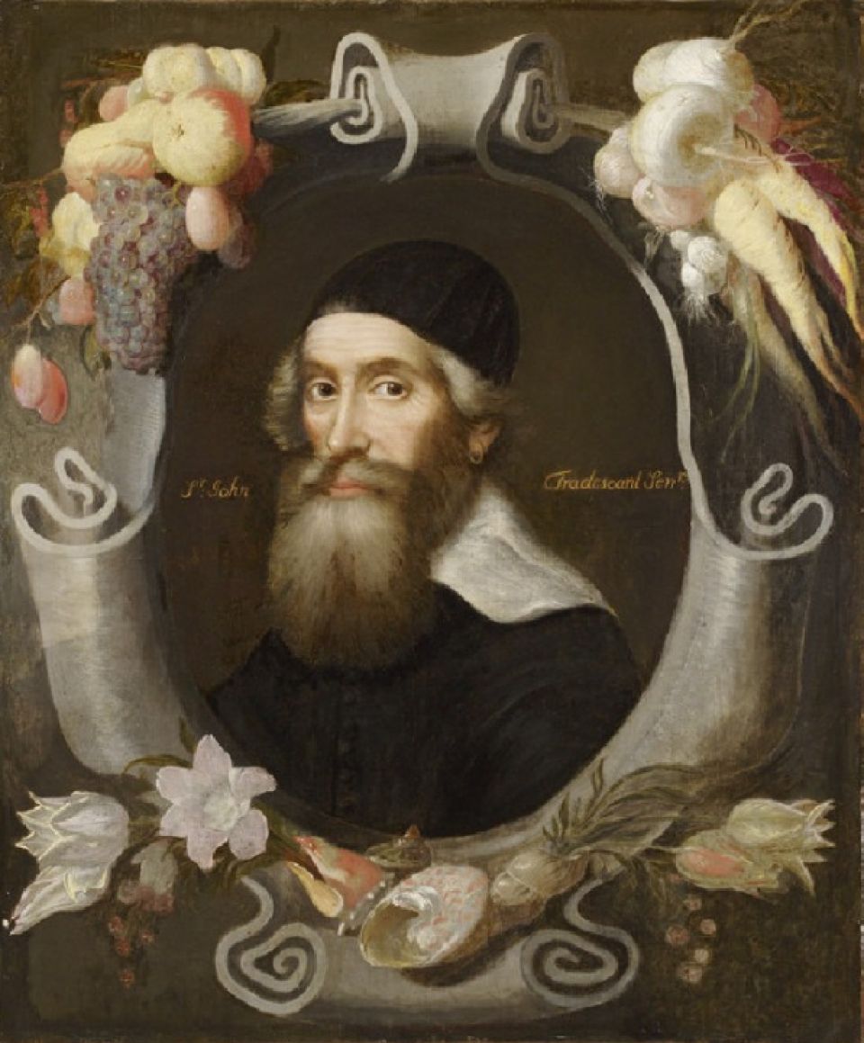 John Tradescant The Elder