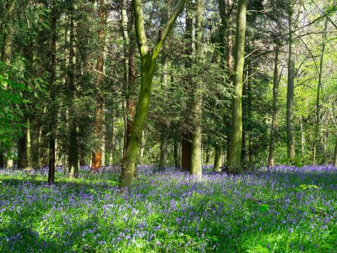 Trees in Spring