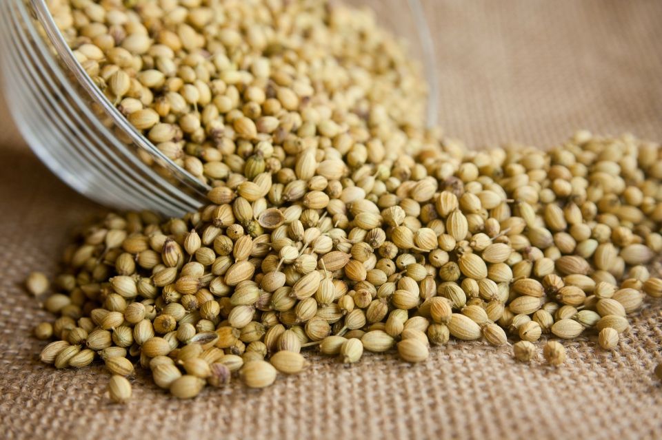 Coriander 166990 1920